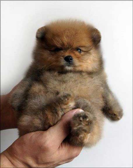 Teacup Teddy Bear Puppies - What You Need To Know