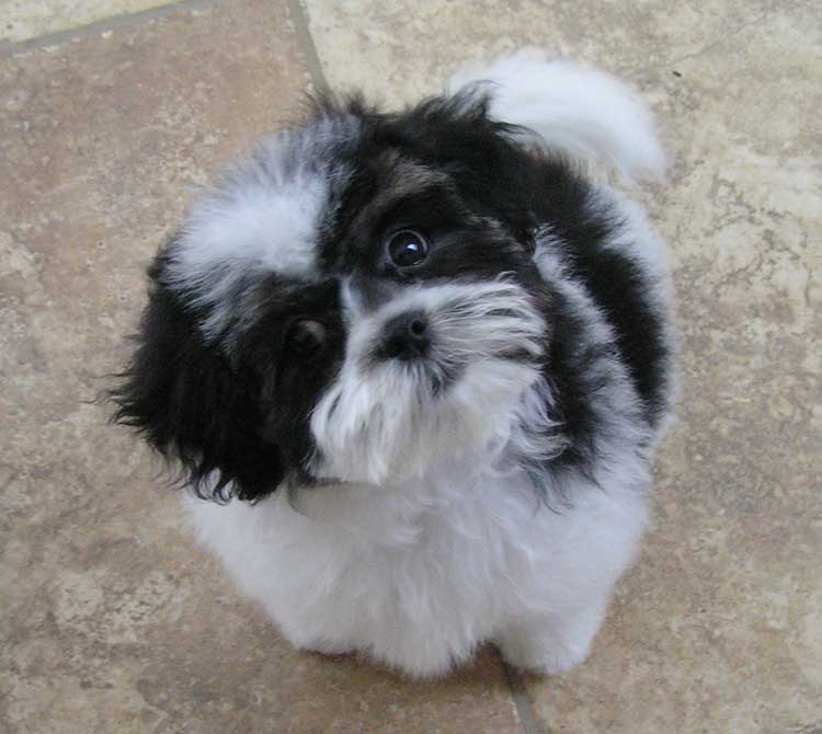 Black and White Teddy Bear Puppy
