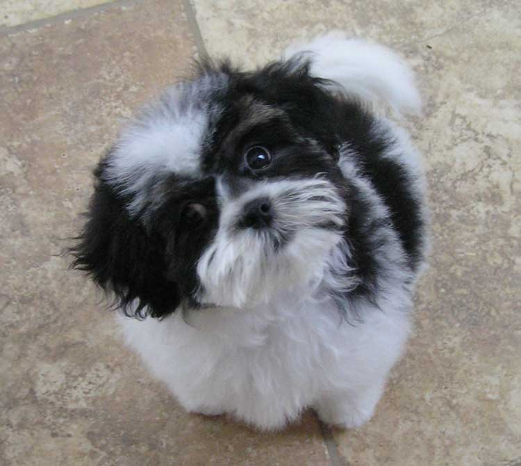 shichon teddy bear dog