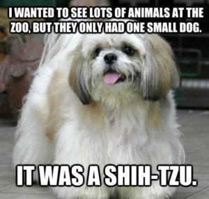 Shih-tzu-zoo
