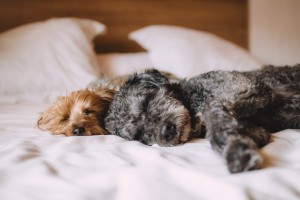 Dogs will likely prefer to sleep in your bed.