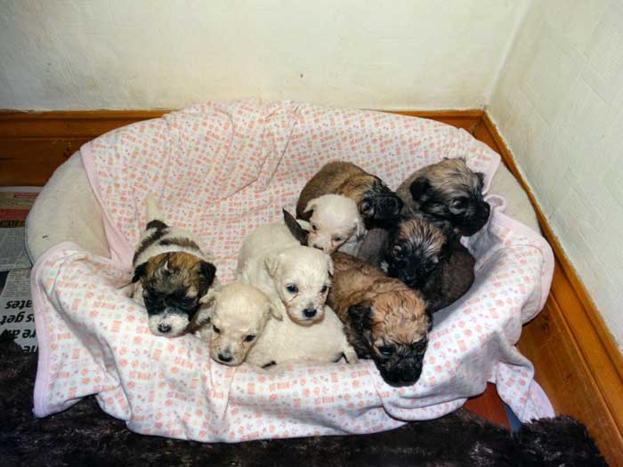 teddy-bear-puppies-for-sale