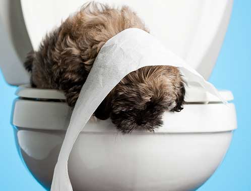 teddy-bear-puppy-toilet-training