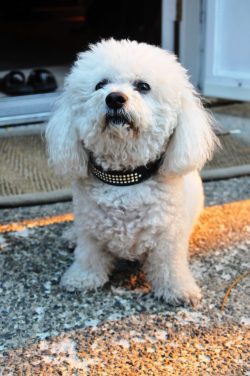 bichon frise teddy dog breed