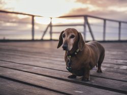 Dealing with Dog Obesity