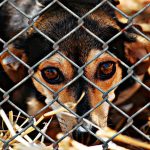 misconceptions-about-shelter-dogs