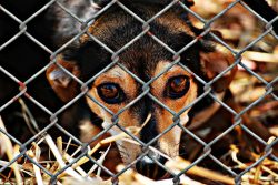 misconceptions-about-shelter-dogs