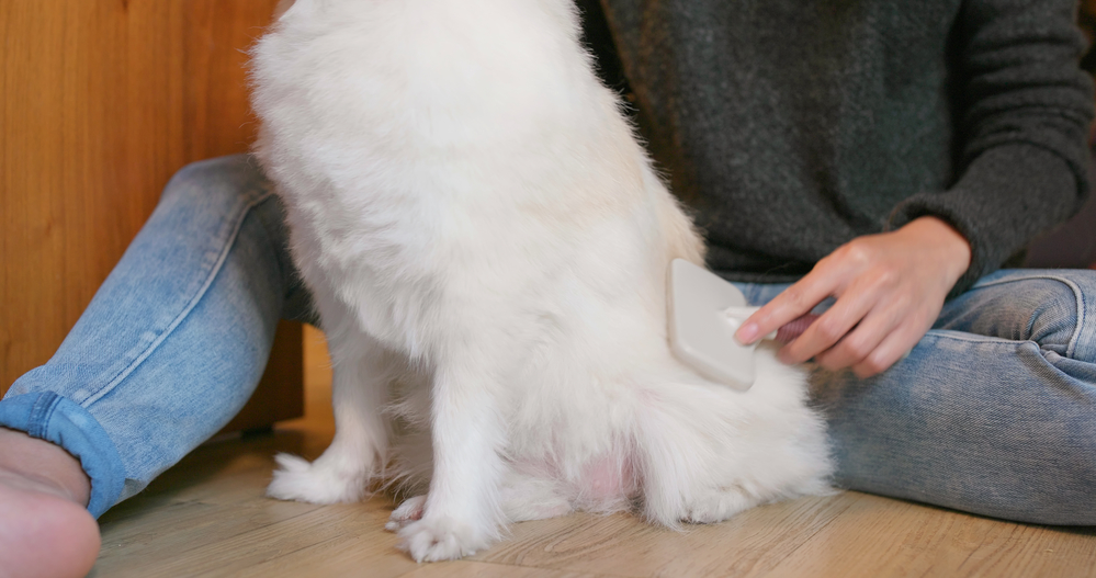 Tips for brushing your dog's hair