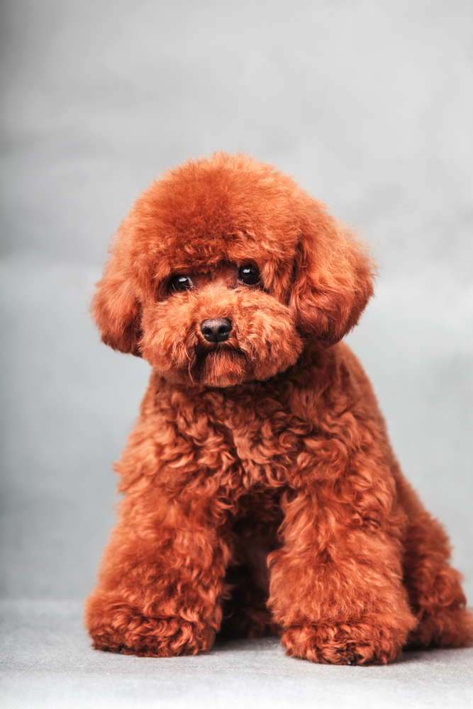 Brushing your Poodle's hair!